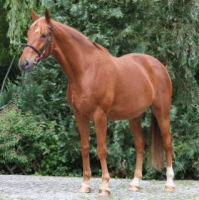 /album/teliver/gidran-png/