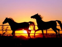 /album/teliver/lo1-jpg/