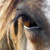 /album/teliver/szem1-jpg/